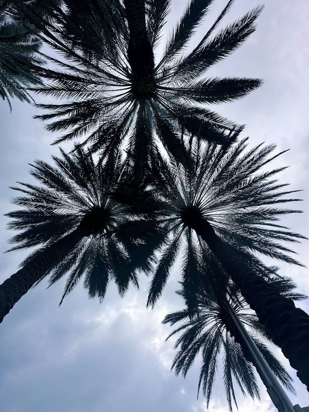 a group of palm trees reaching up into the sky