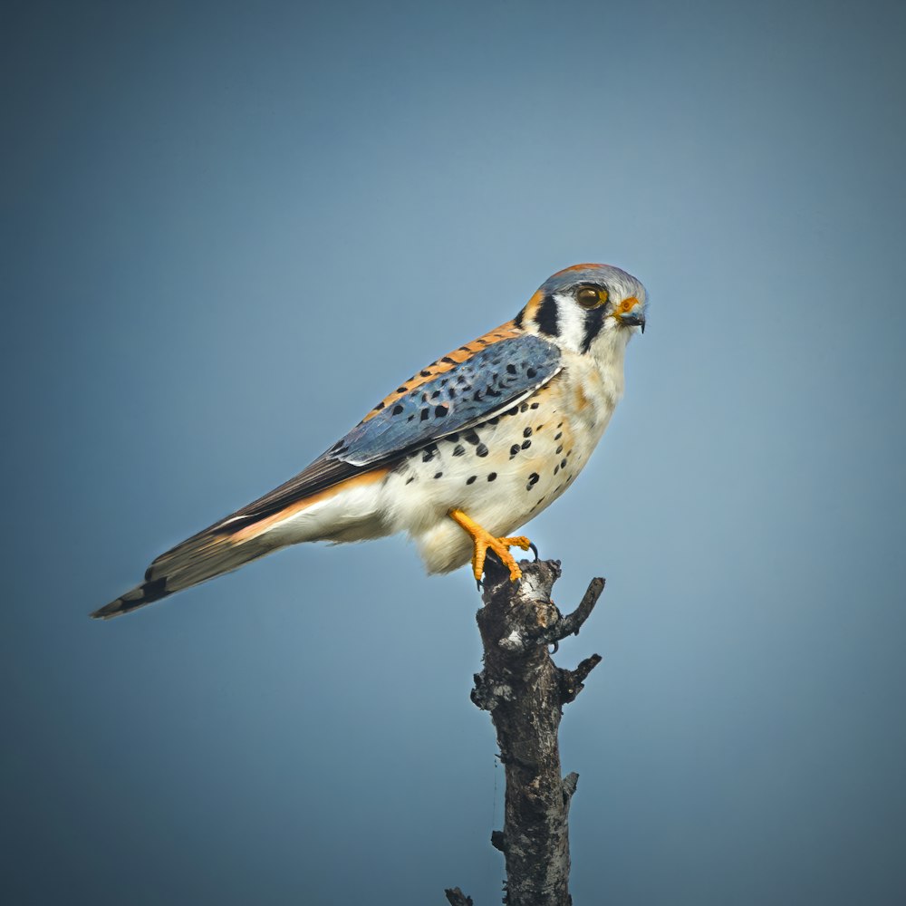 a bird perched on top of a tree branch