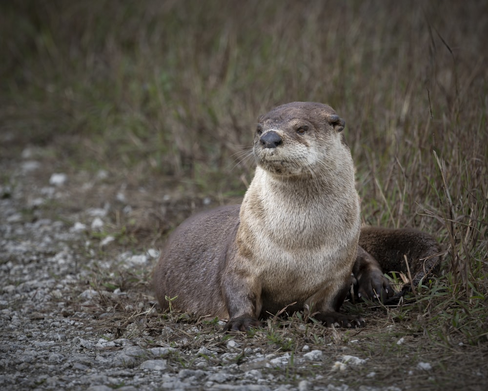 an animal that is sitting in the grass