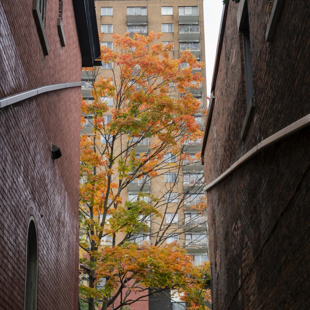 a tree with orange leaves in a city street