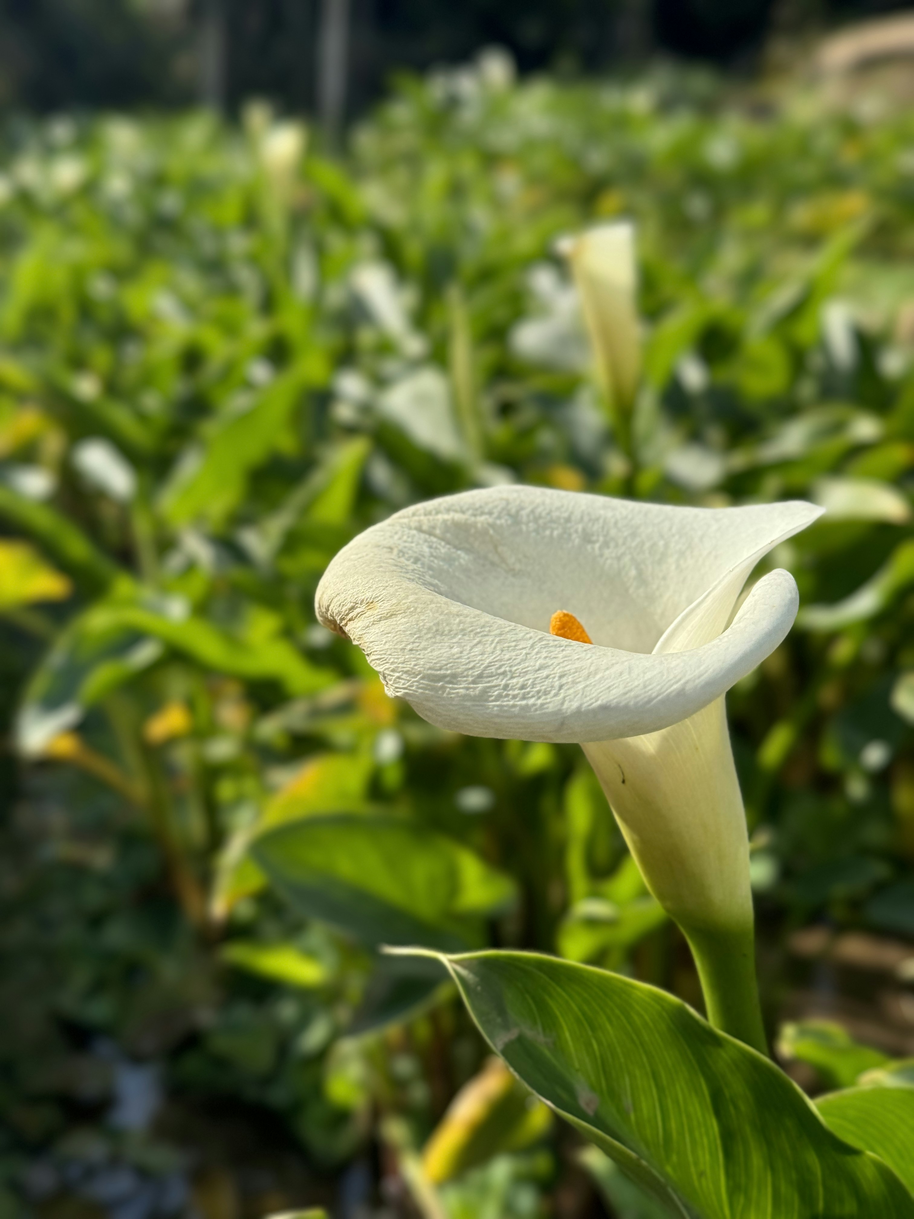 a white flower in a field of green plants