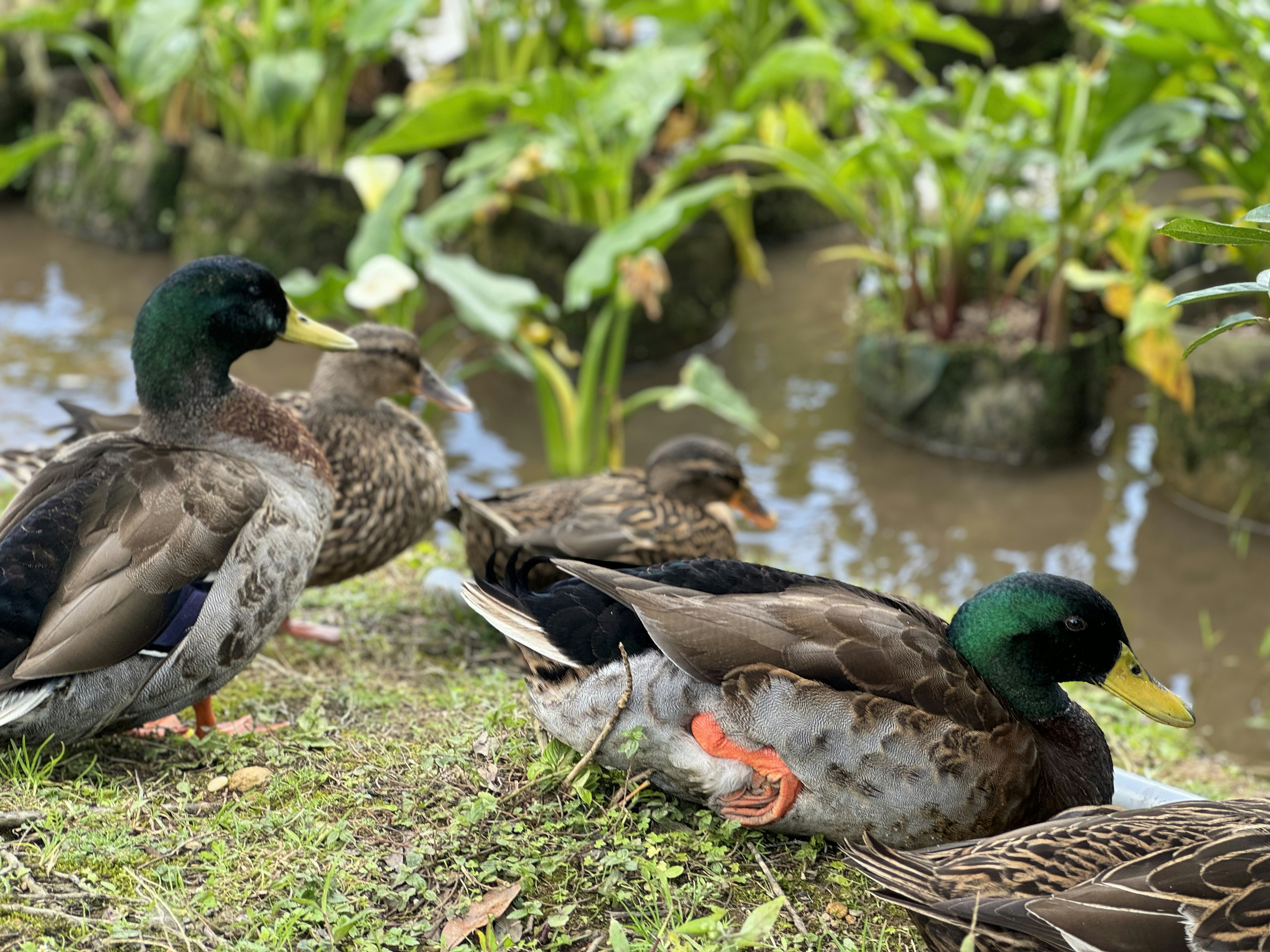 A group of ducks sitting on top of a grass covered field photo – Free ...