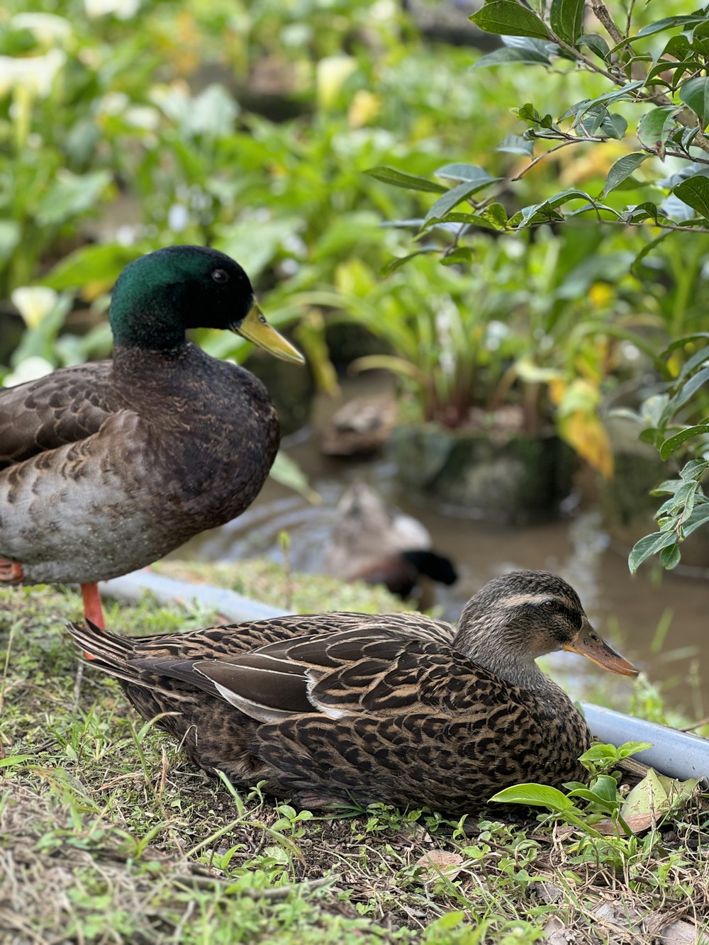 a couple of ducks standing on top of a grass covered field