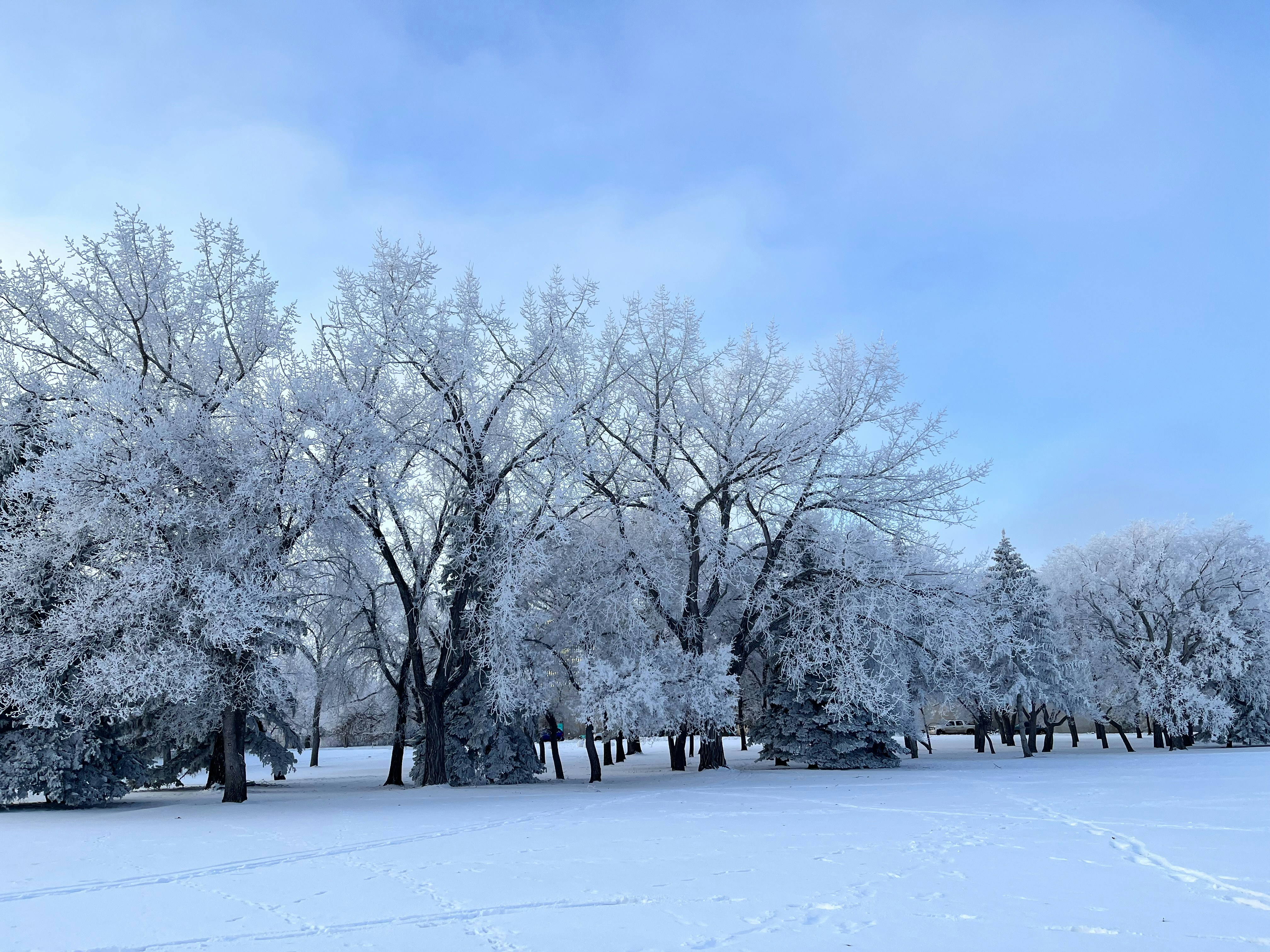 Fact brief: Can trees ‘explode’ during extreme cold weather?