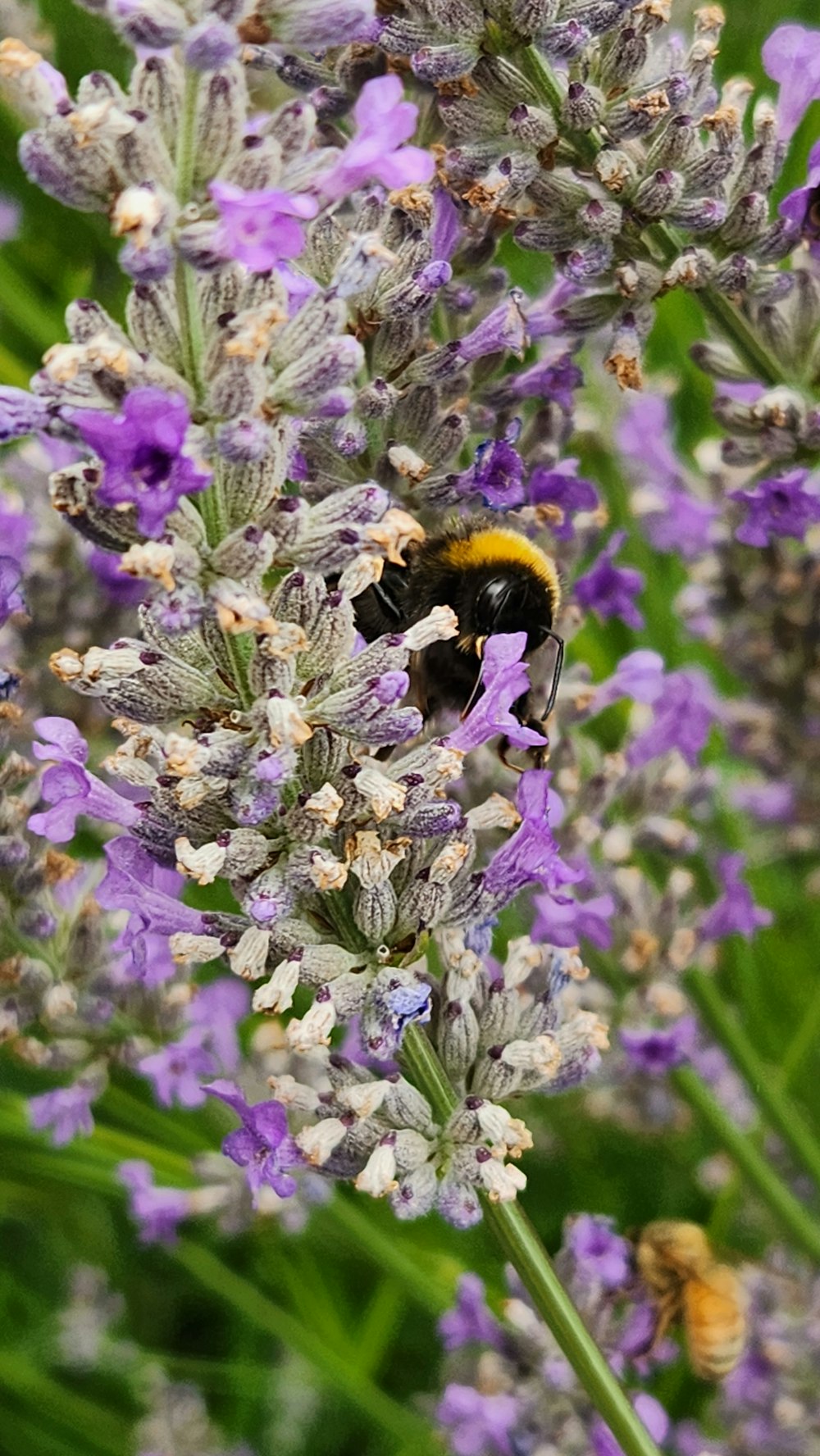 a bee is sitting on a purple flower