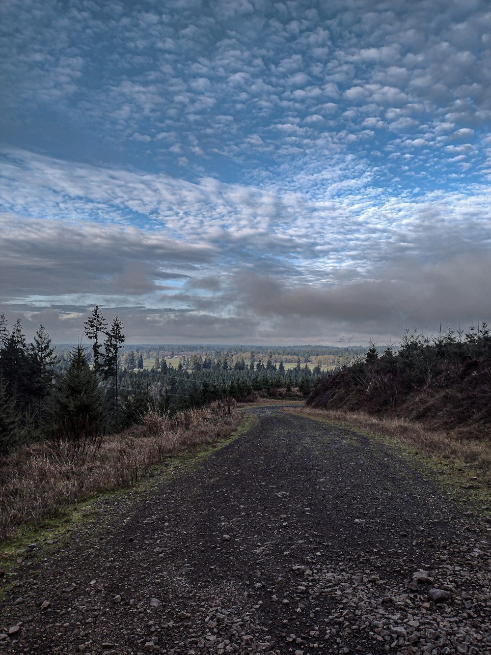 a dirt road in the middle of a forest