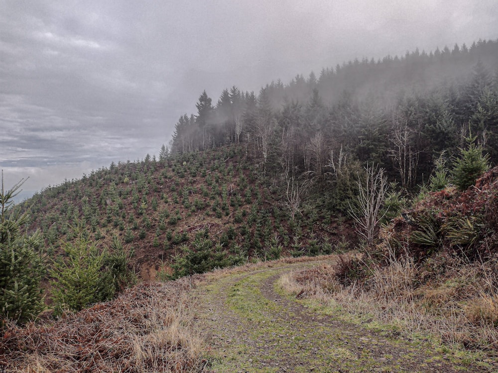 a dirt path in the middle of a forest