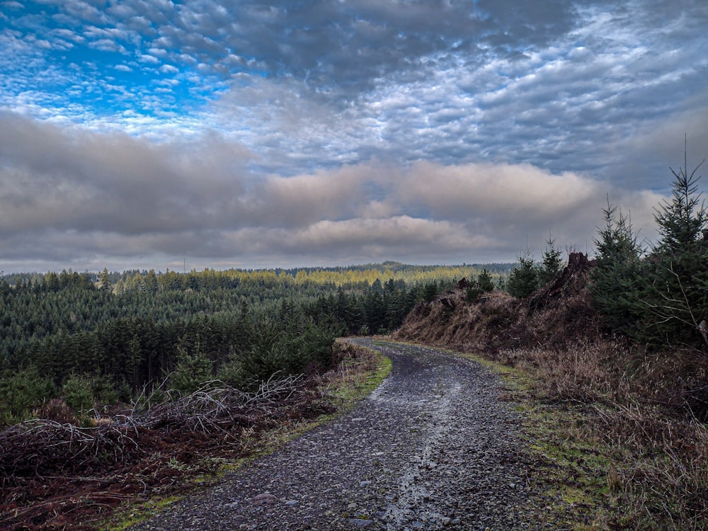 a dirt road in the middle of a forest