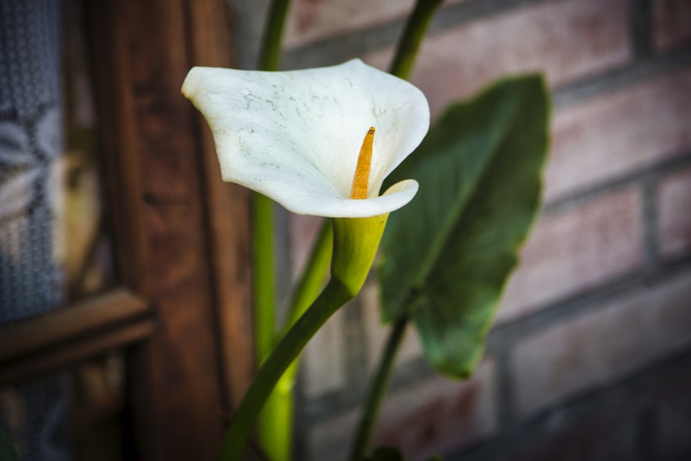 a close up of a white flower near a brick wall