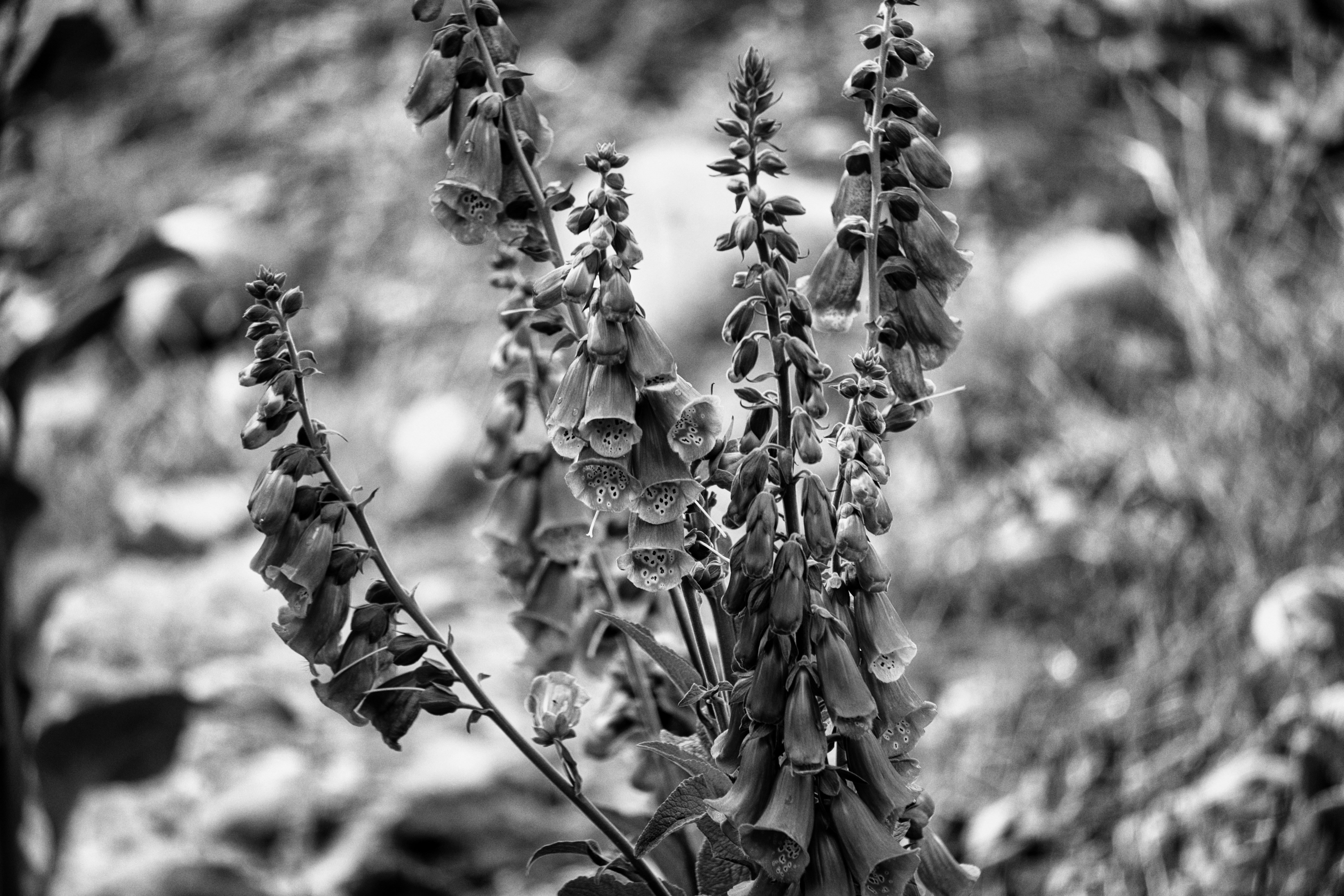 Photo by adelarivera