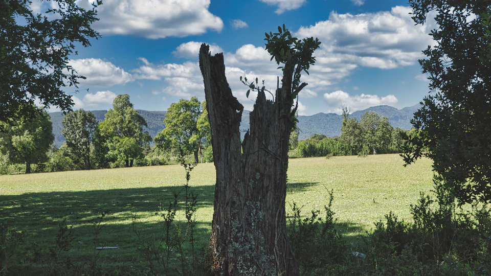 The image depicts a serene landscape with a large tree stump standing alone on a grassy field, surrounded by lush green vegetation and trees. The sky above is a clear blue, dotted with fluffy white clouds that add depth to the scene. In the distance, mountains can be seen rising against the horizon, providing a sense of scale and grandeur to the landscape.