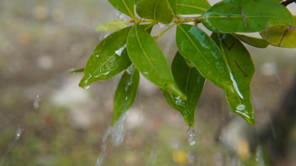 a tree branch with water droplets hanging from it