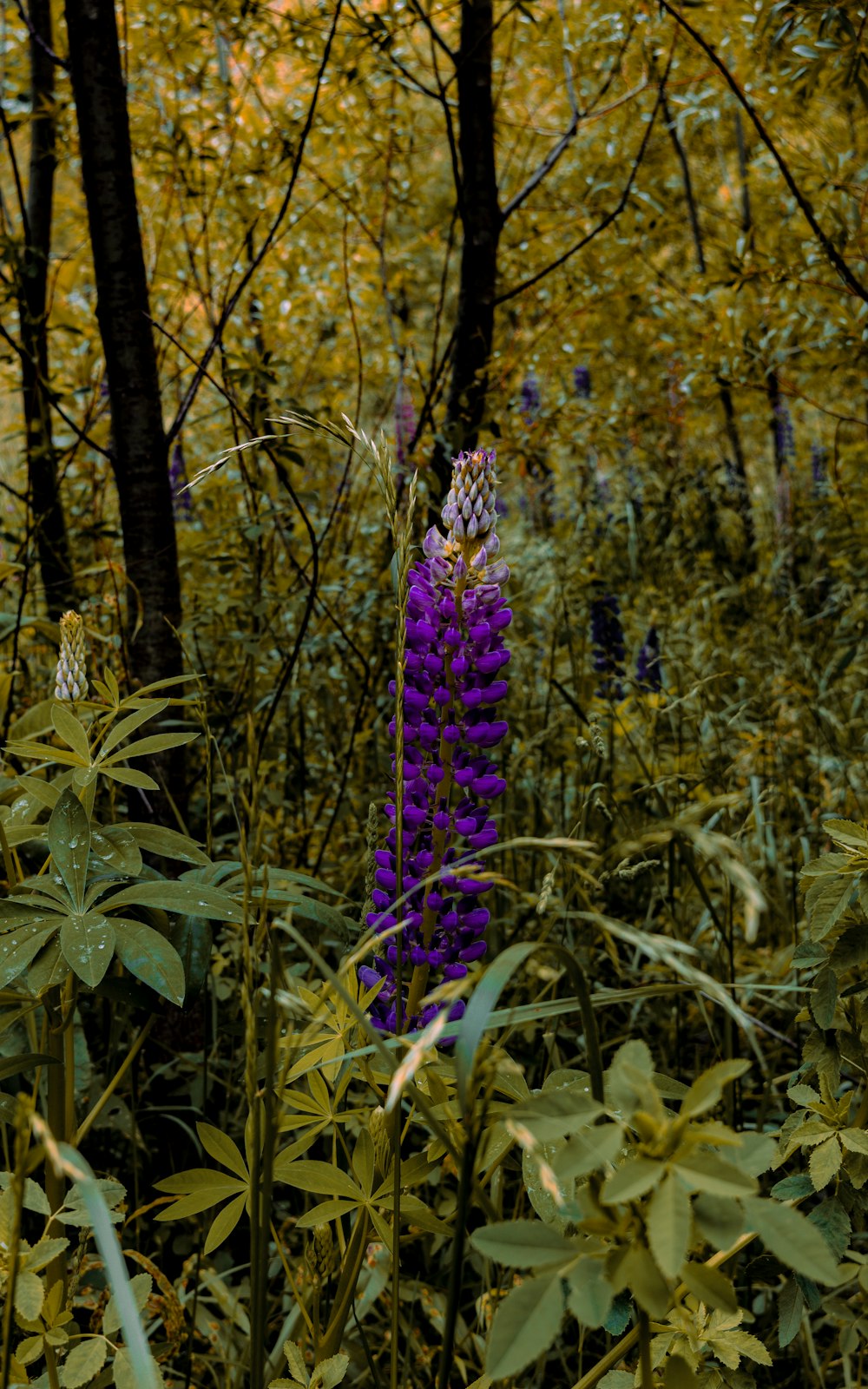 a purple flower in the middle of a forest