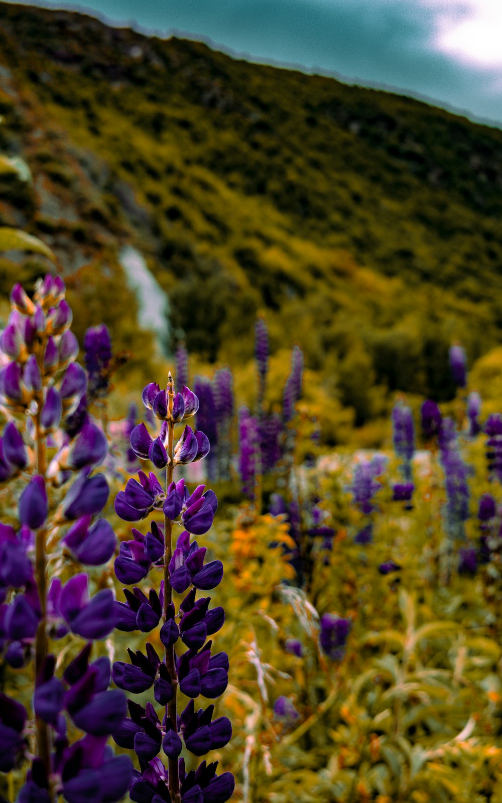 a field of purple flowers with a mountain in the background