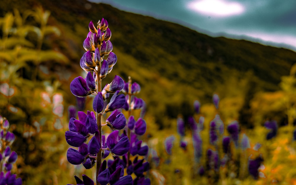 a field of purple flowers with a mountain in the background