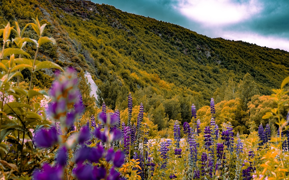 a field of wildflowers with a mountain in the background