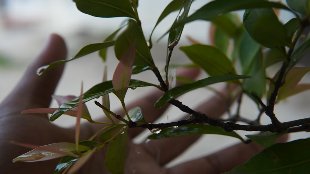 a close up of a person's hand holding a plant