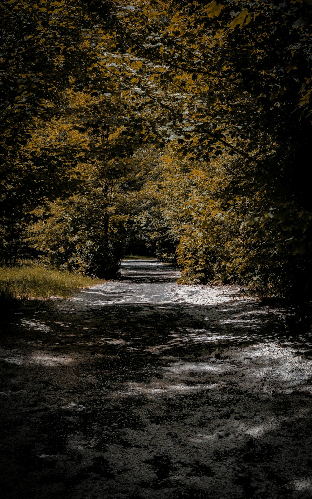 a dirt road surrounded by trees and grass