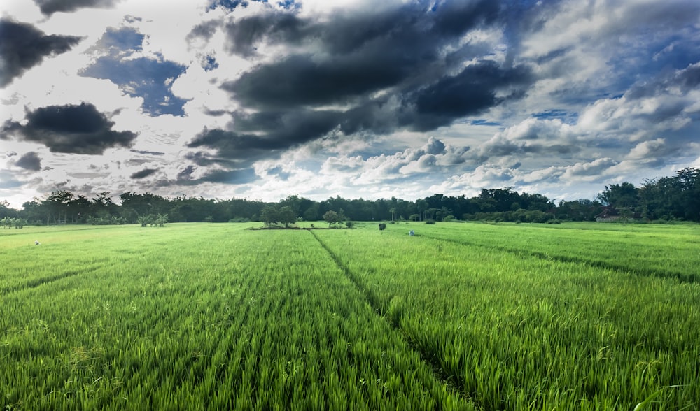 a large field of green grass under a cloudy sky