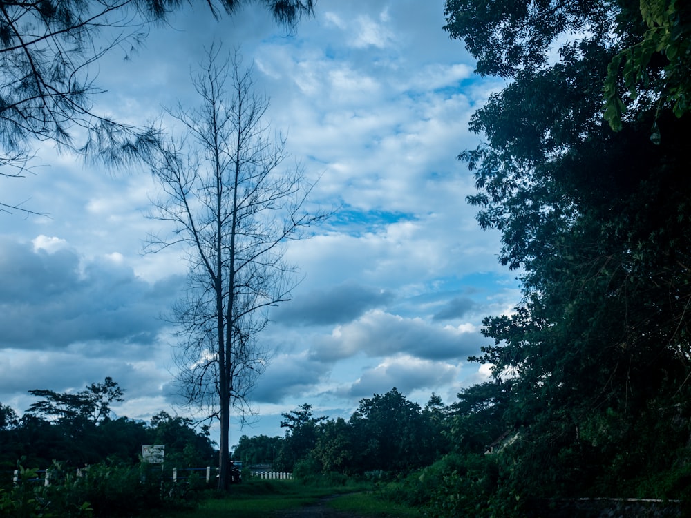 Un chemin de terre entouré d’arbres sous un ciel nuageux