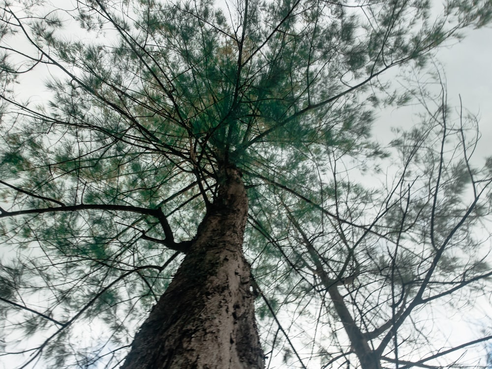 looking up at a tall tree in a forest