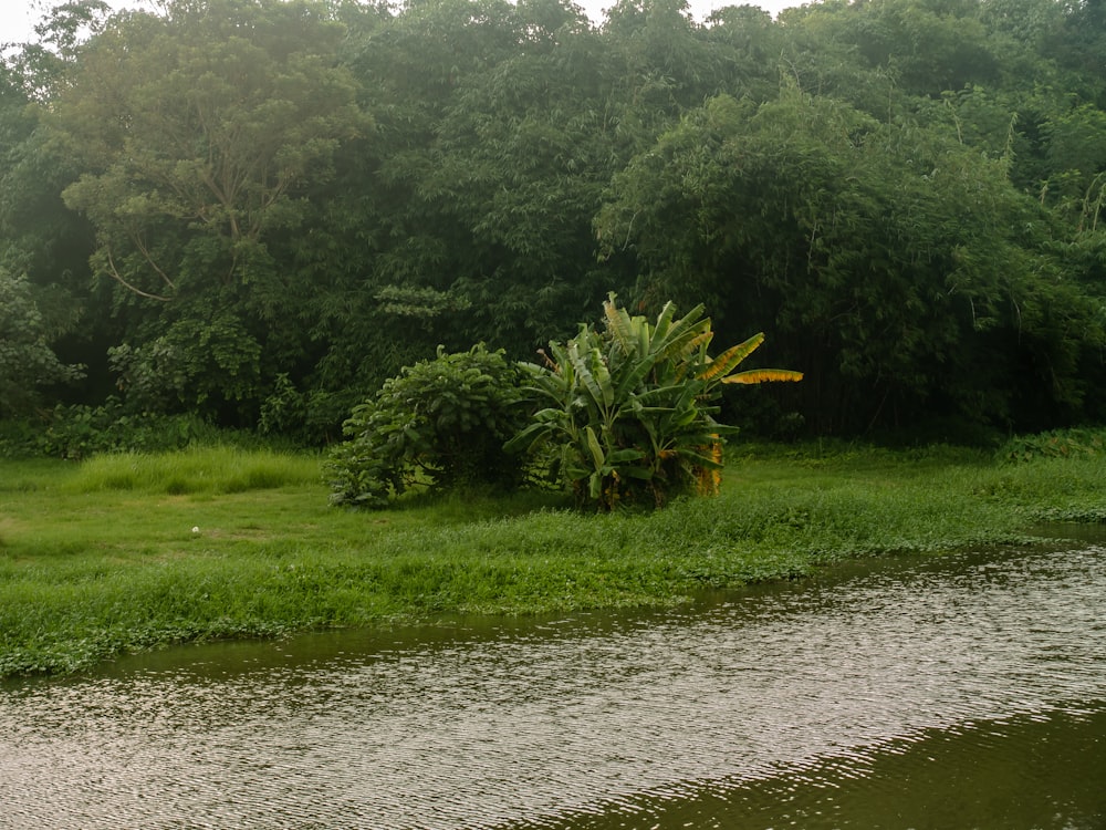 a lush green field next to a river