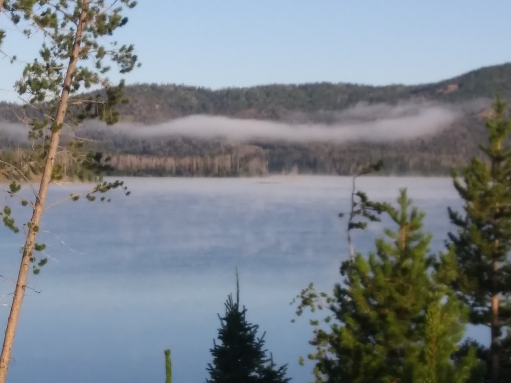 a body of water surrounded by a forest