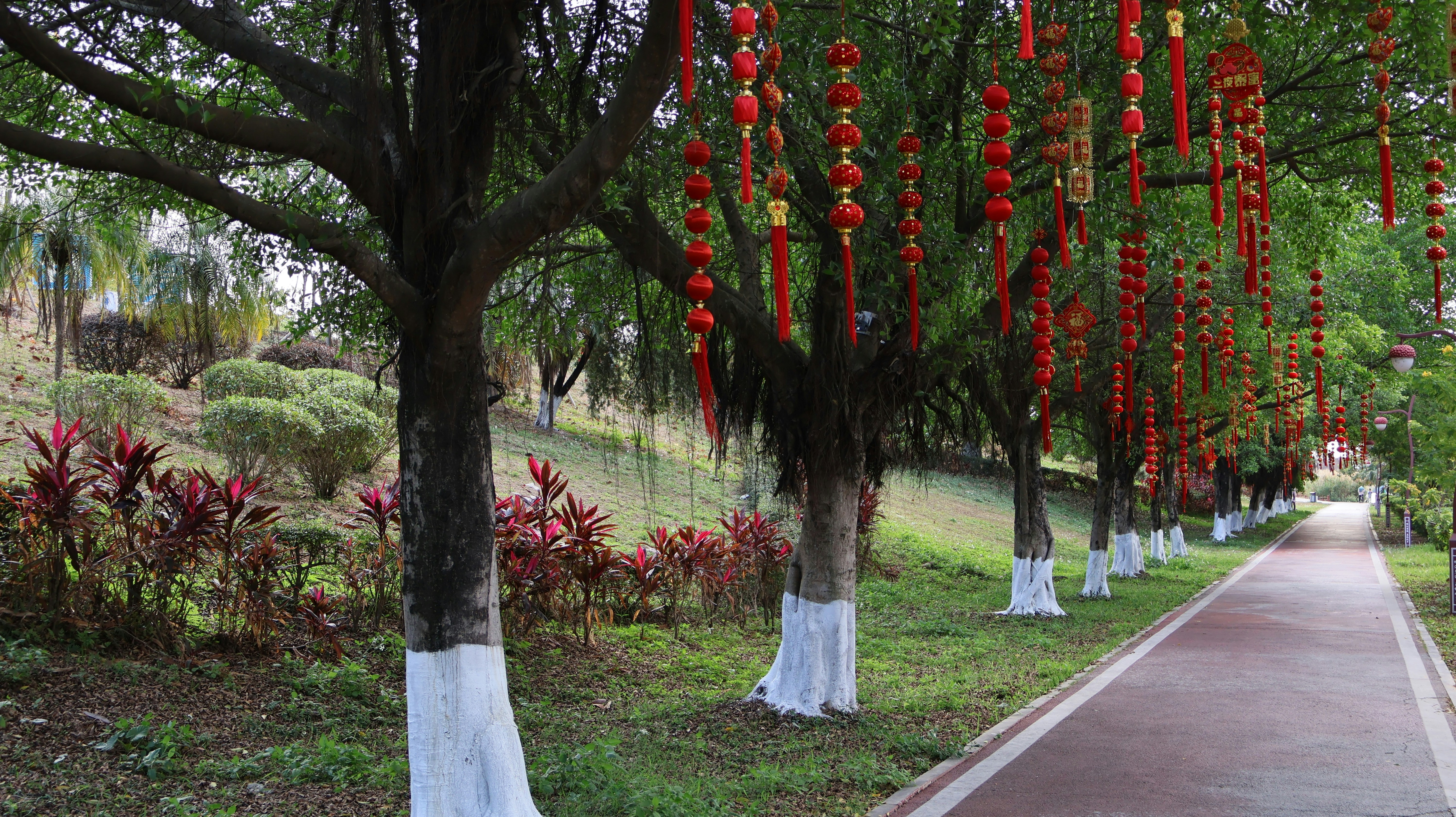a pathway lined with trees covered in red lanterns