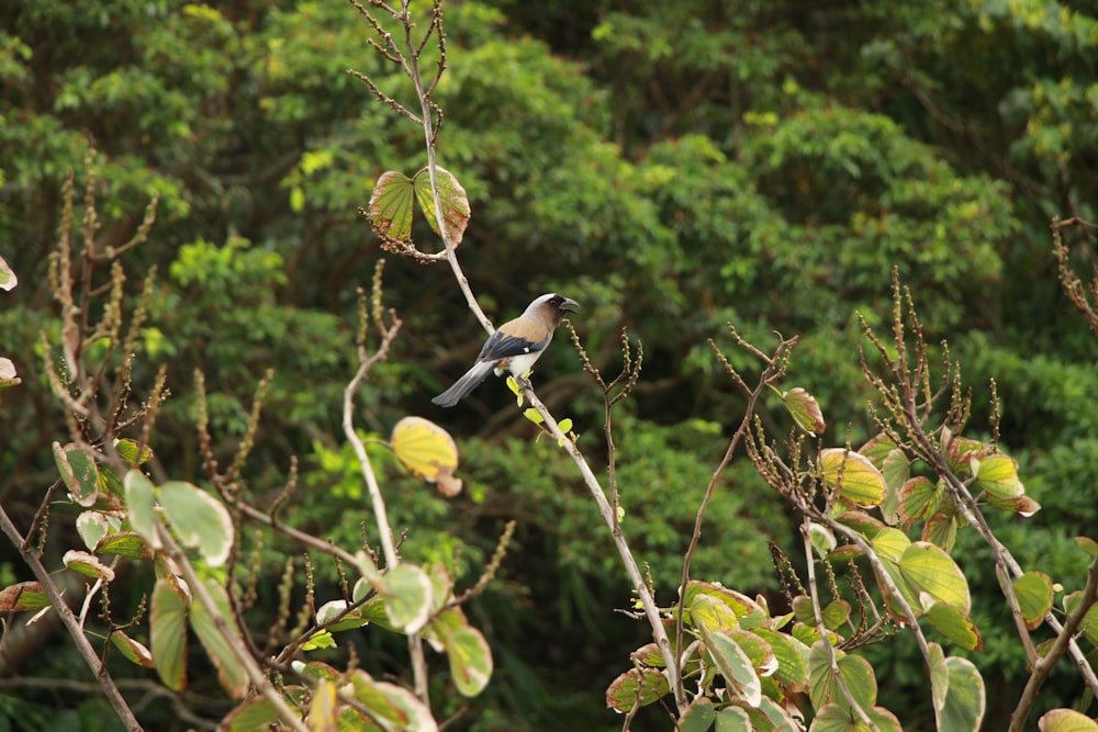 a bird is perched on a tree branch