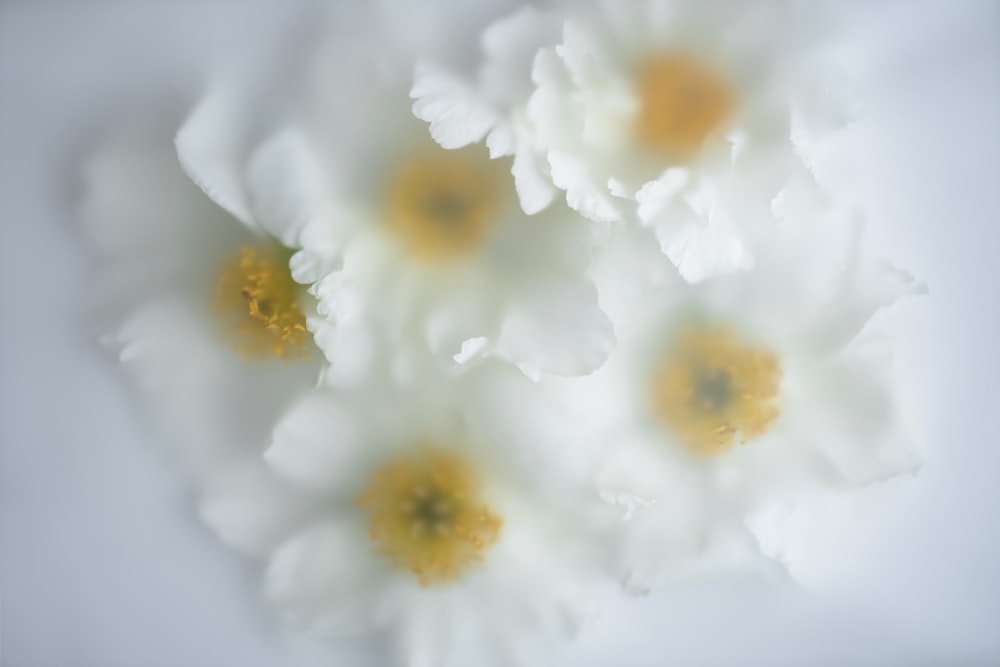 a bunch of white flowers with yellow centers