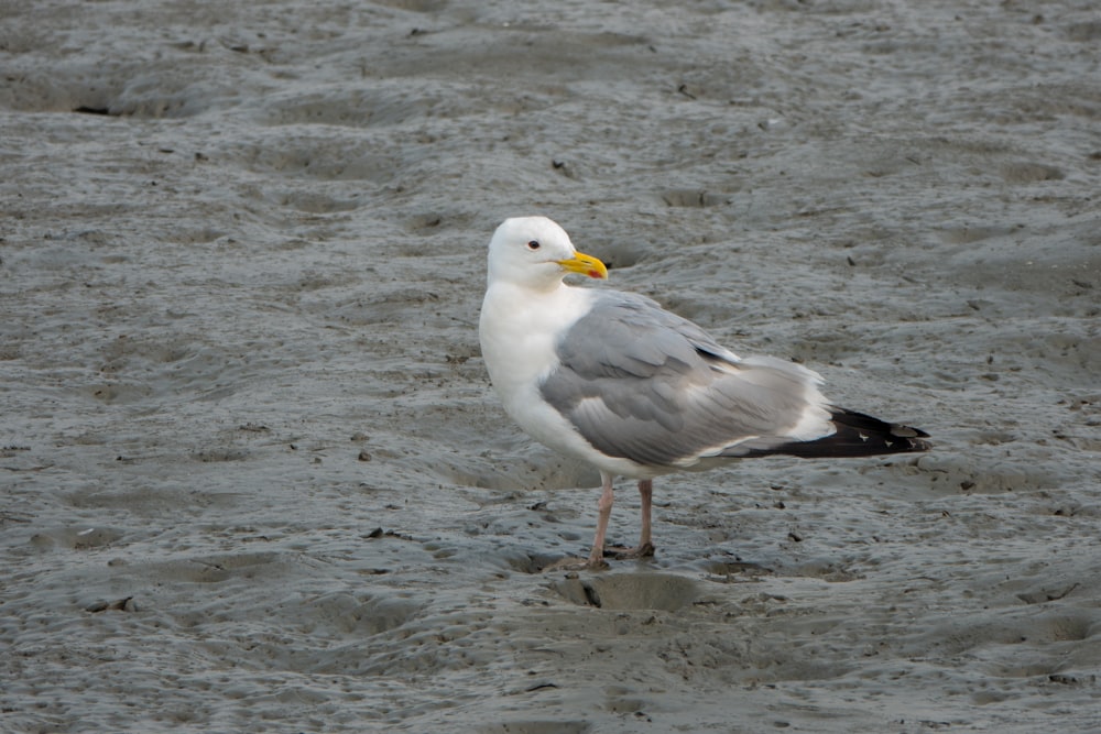 a seagull standing in the sand on a beach