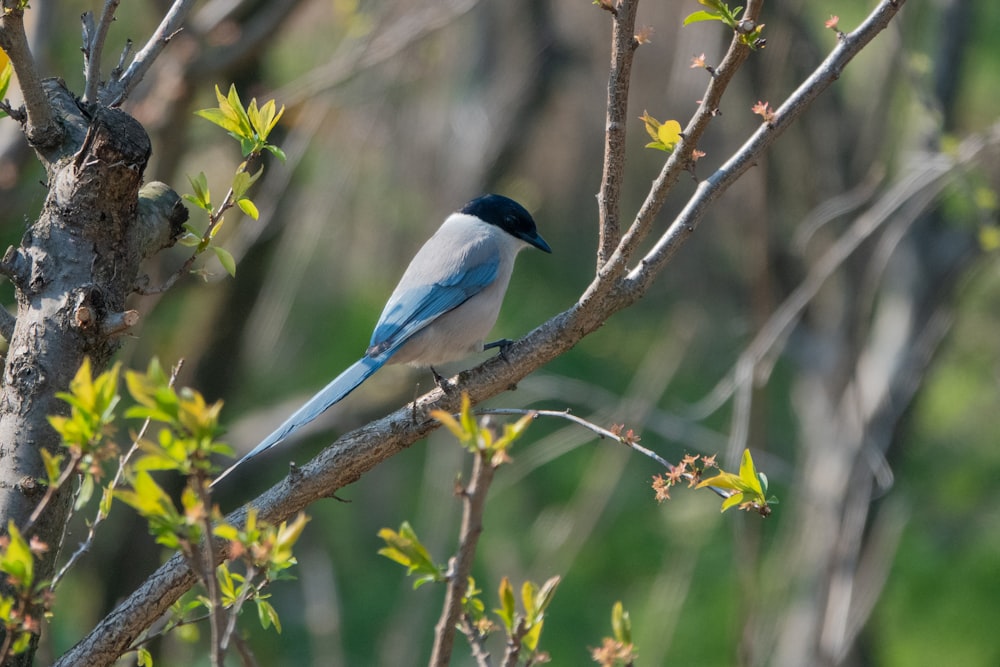 un uccello blu e bianco appollaiato su un ramo d'albero