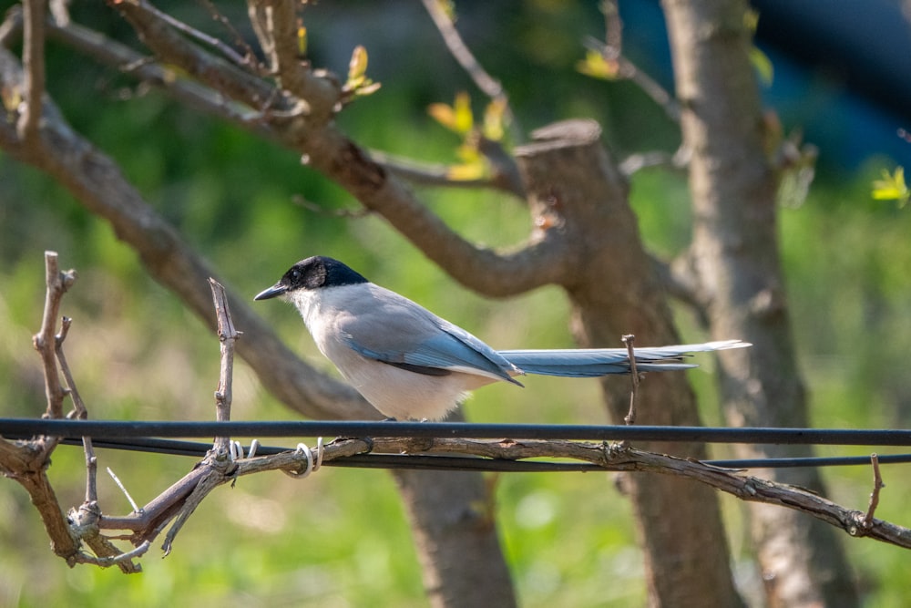un uccello blu e bianco seduto su una linea elettrica