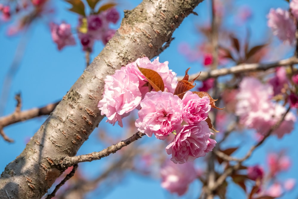 a branch of a tree with pink flowers