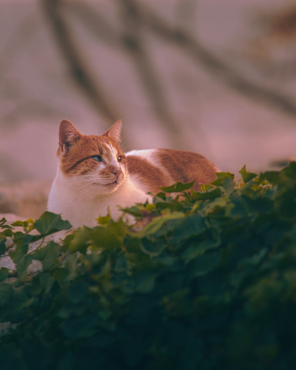 eine orange-weiße Katze, die in einem Busch sitzt