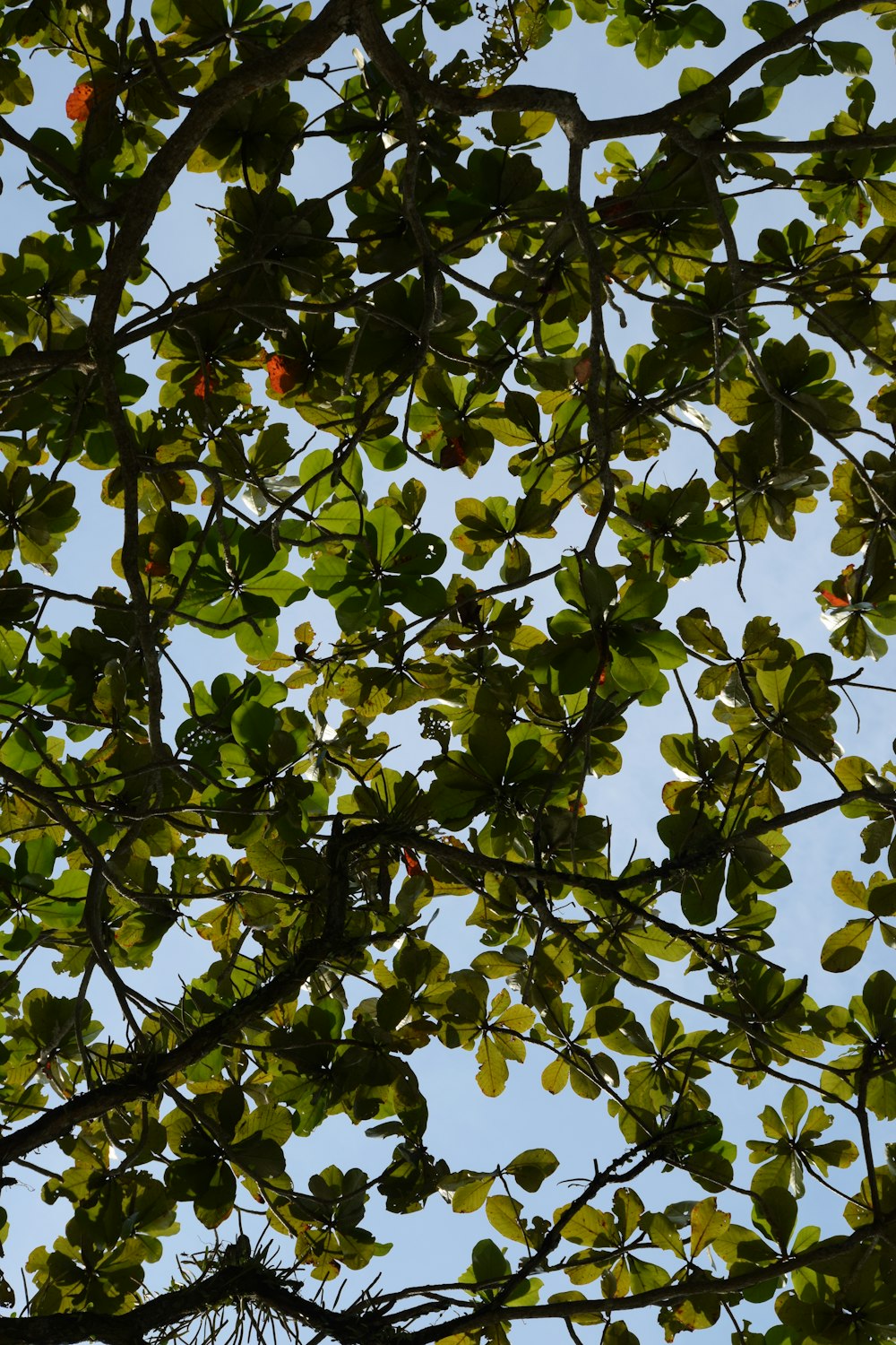 the leaves of a tree against a blue sky