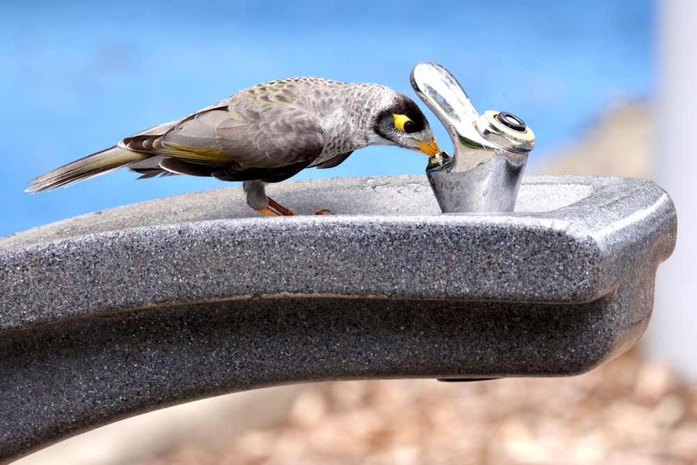 a small bird is eating from a metal bowl