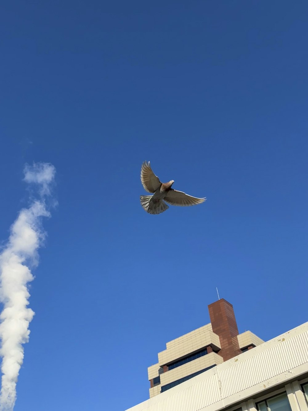 a bird flying in the air near a building