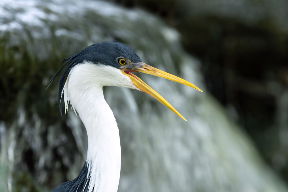 a close up of a bird with a long beak