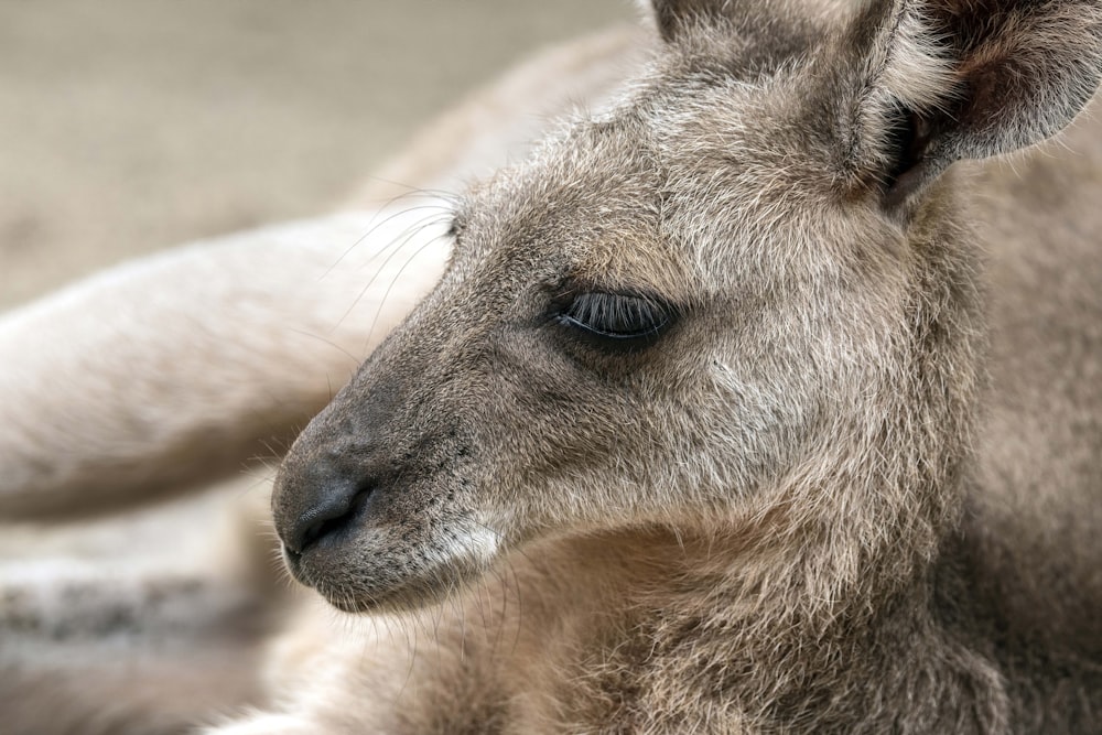 a close up of a kangaroo laying on the ground