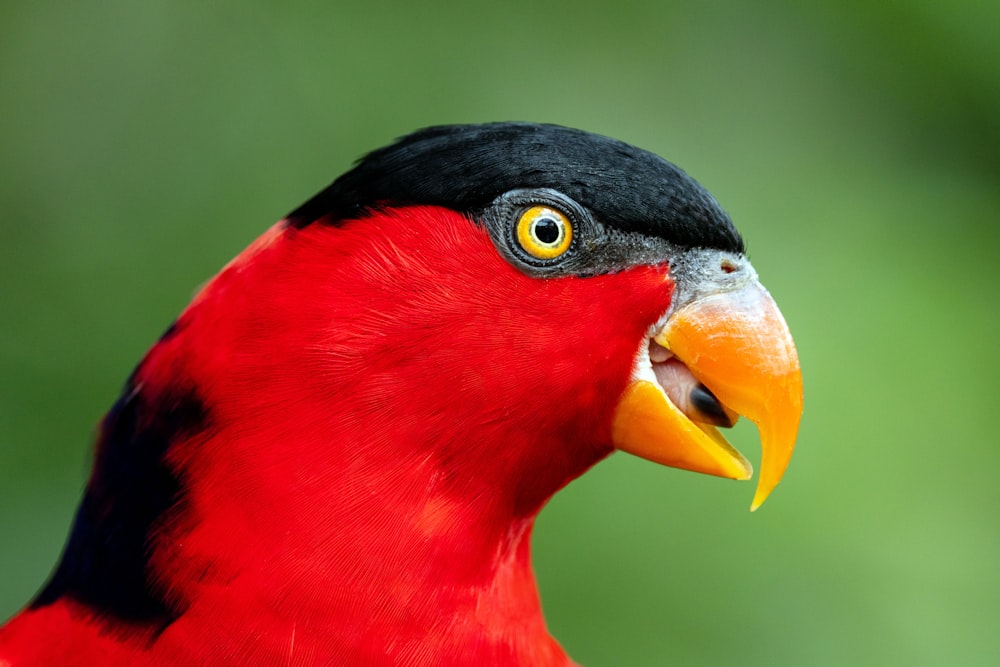 ein rot-schwarzer Vogel mit gelbem Schnabel