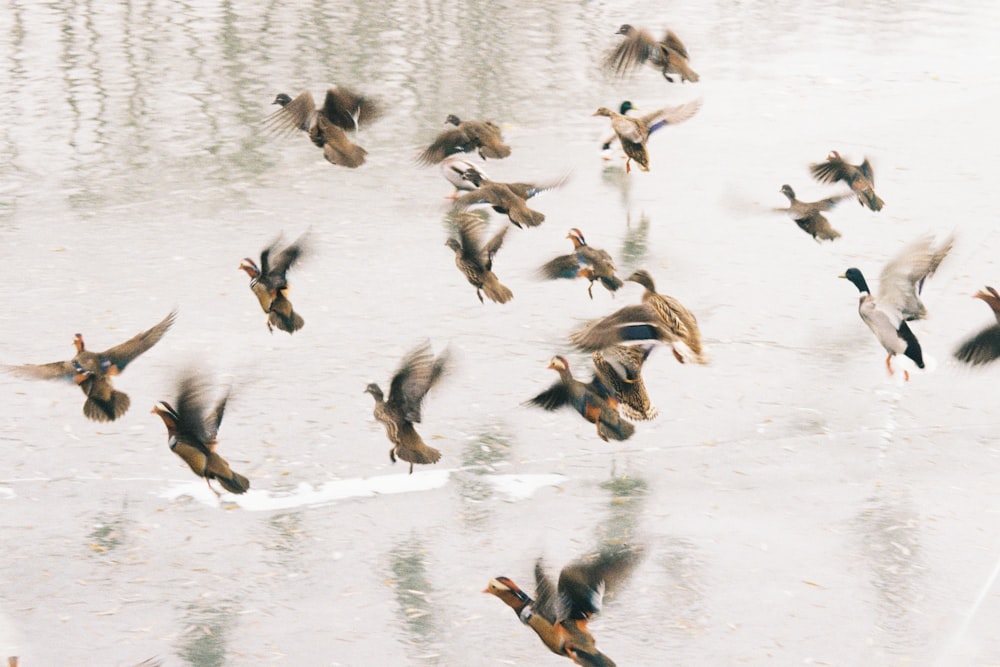 a flock of birds flying over a body of water