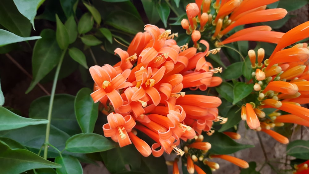 a close up of a bunch of orange flowers