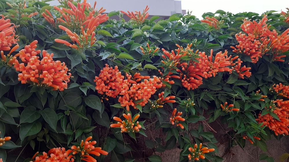 a bunch of orange flowers growing on a wall