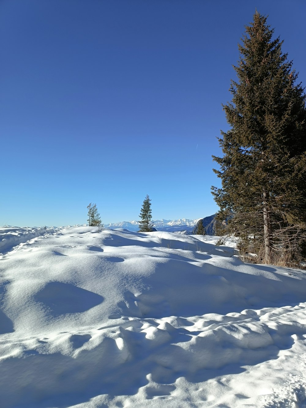 a snow covered hill with pine trees in the background