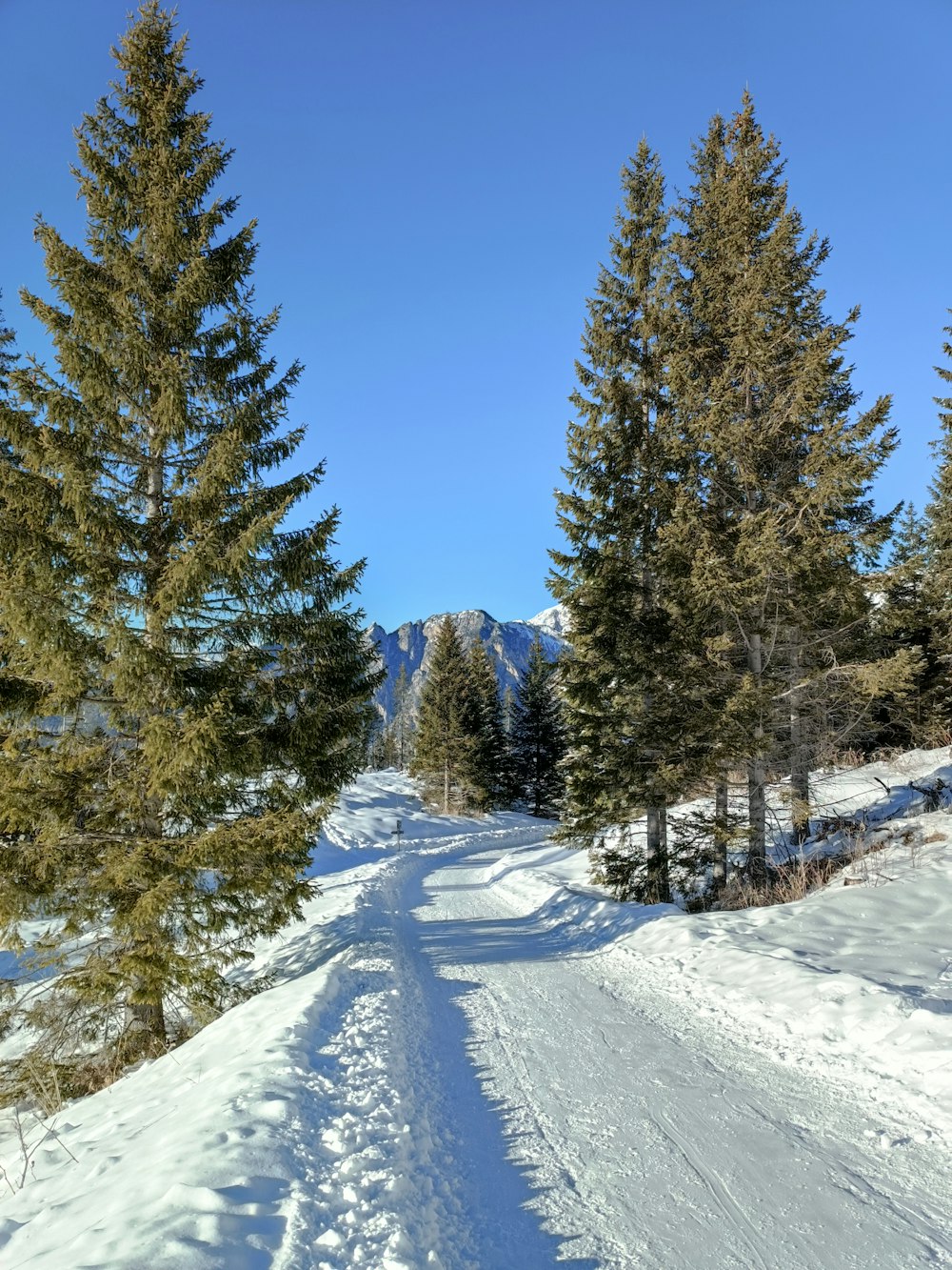 a snow covered road surrounded by pine trees