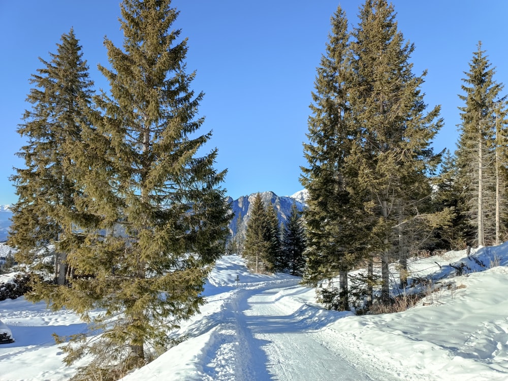 a snow covered road surrounded by tall pine trees