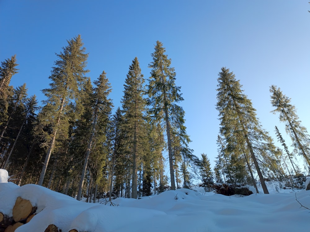 a forest filled with lots of trees covered in snow