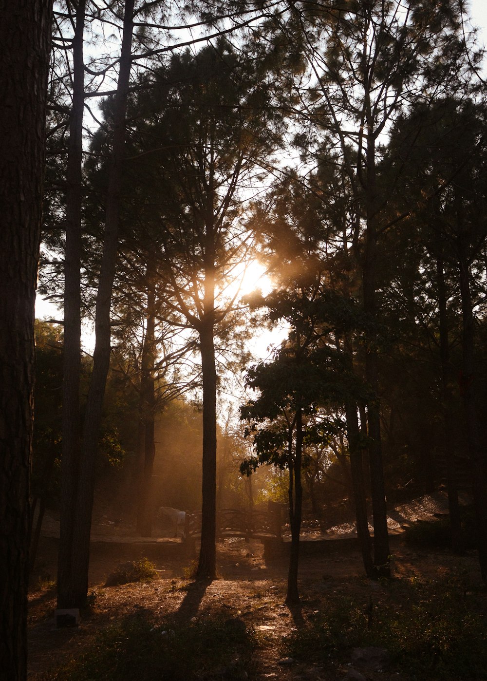 the sun is shining through the trees in the woods