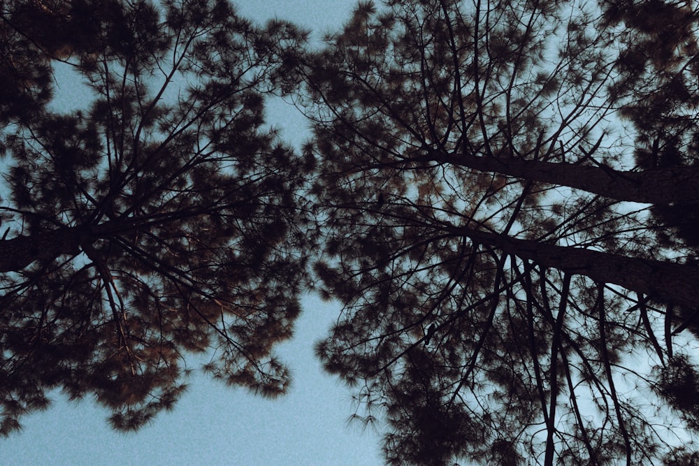 looking up at the tops of tall pine trees